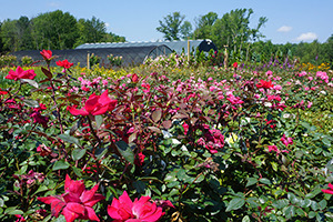 pantano nursery flowers