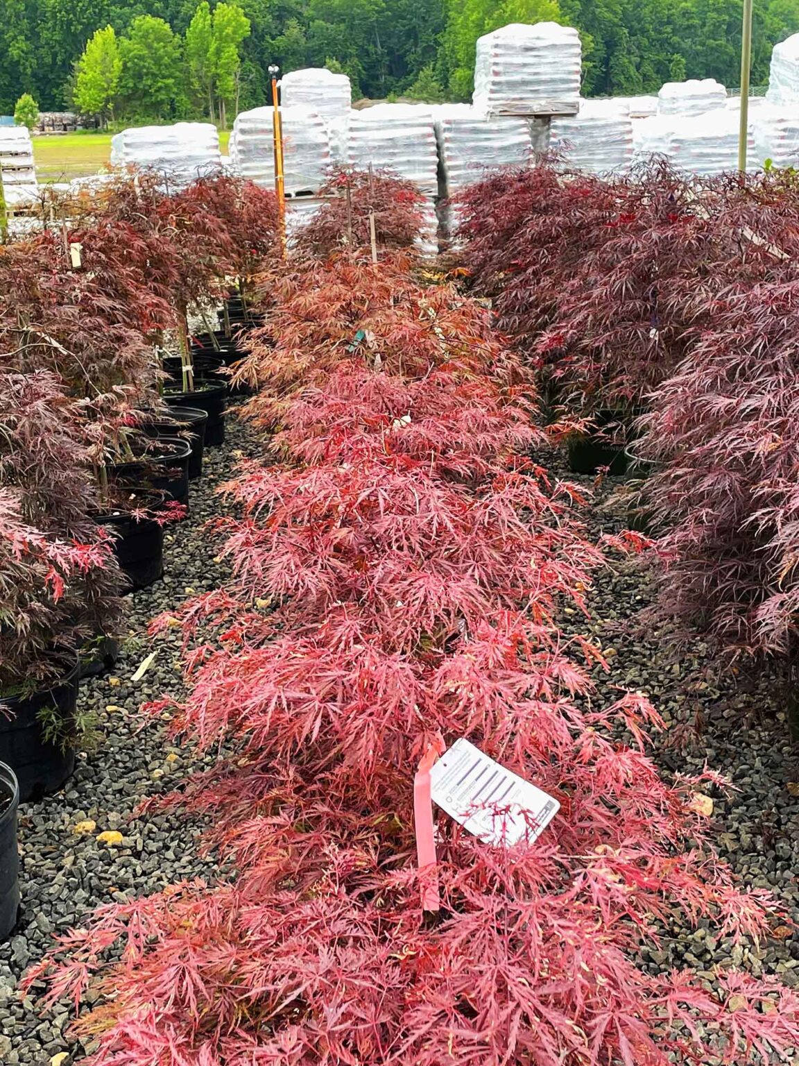 Wholesale Nursery Pantano Outdoor Supply