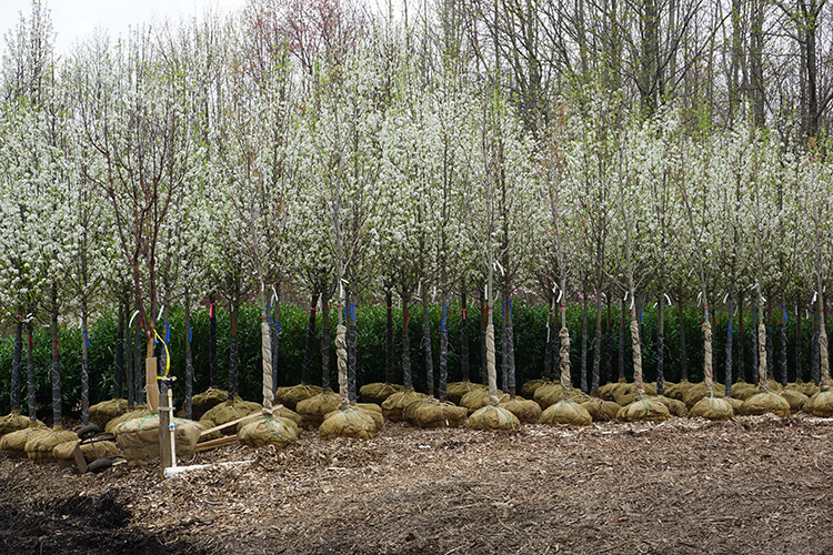 We carry wholesale Bradford Pear trees