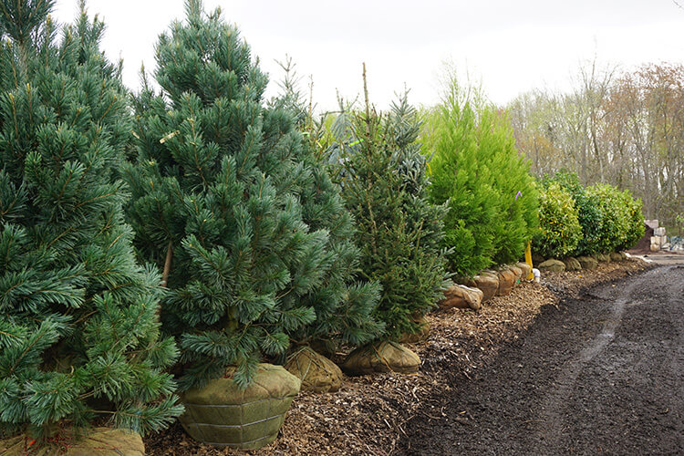 We have unique evergreen trees for sale