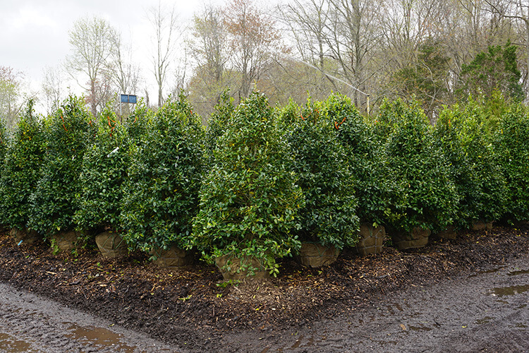 Wholesale Holly trees for sale