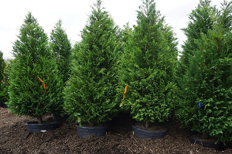 Wholesale Leyland Cypress For Sale In New Jersey