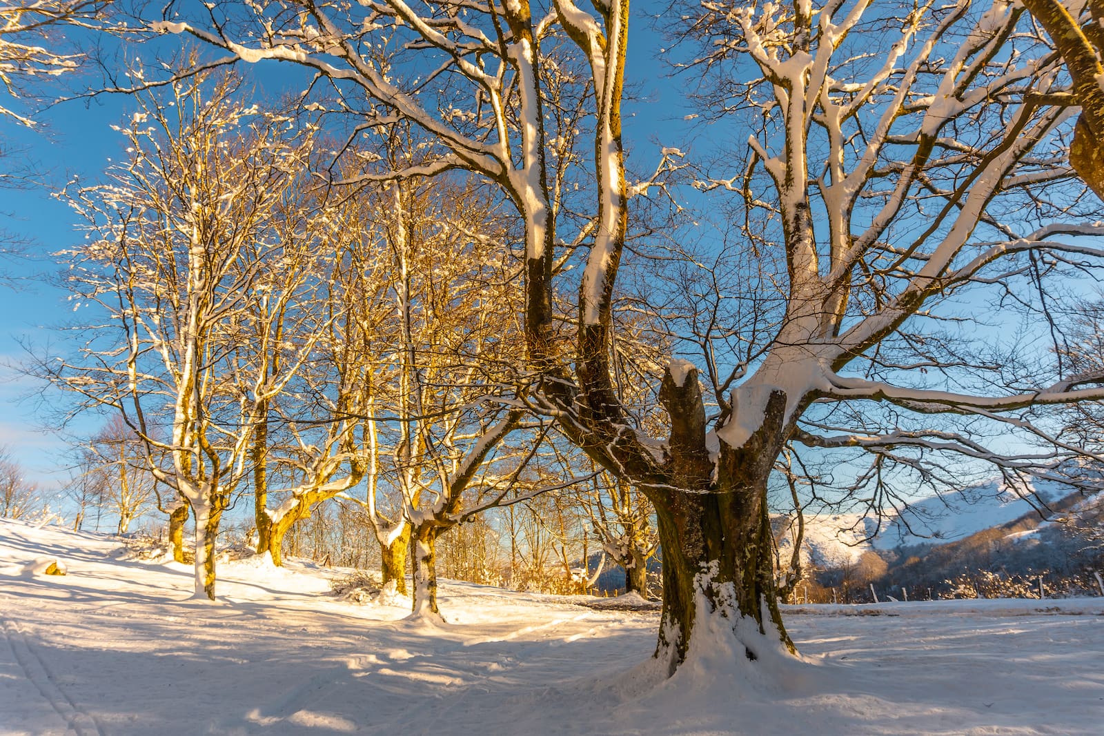 Winterizing your Power Equipment