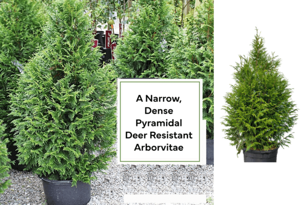Introducing Leprechaun Arborvitae A Deer Resistant variety