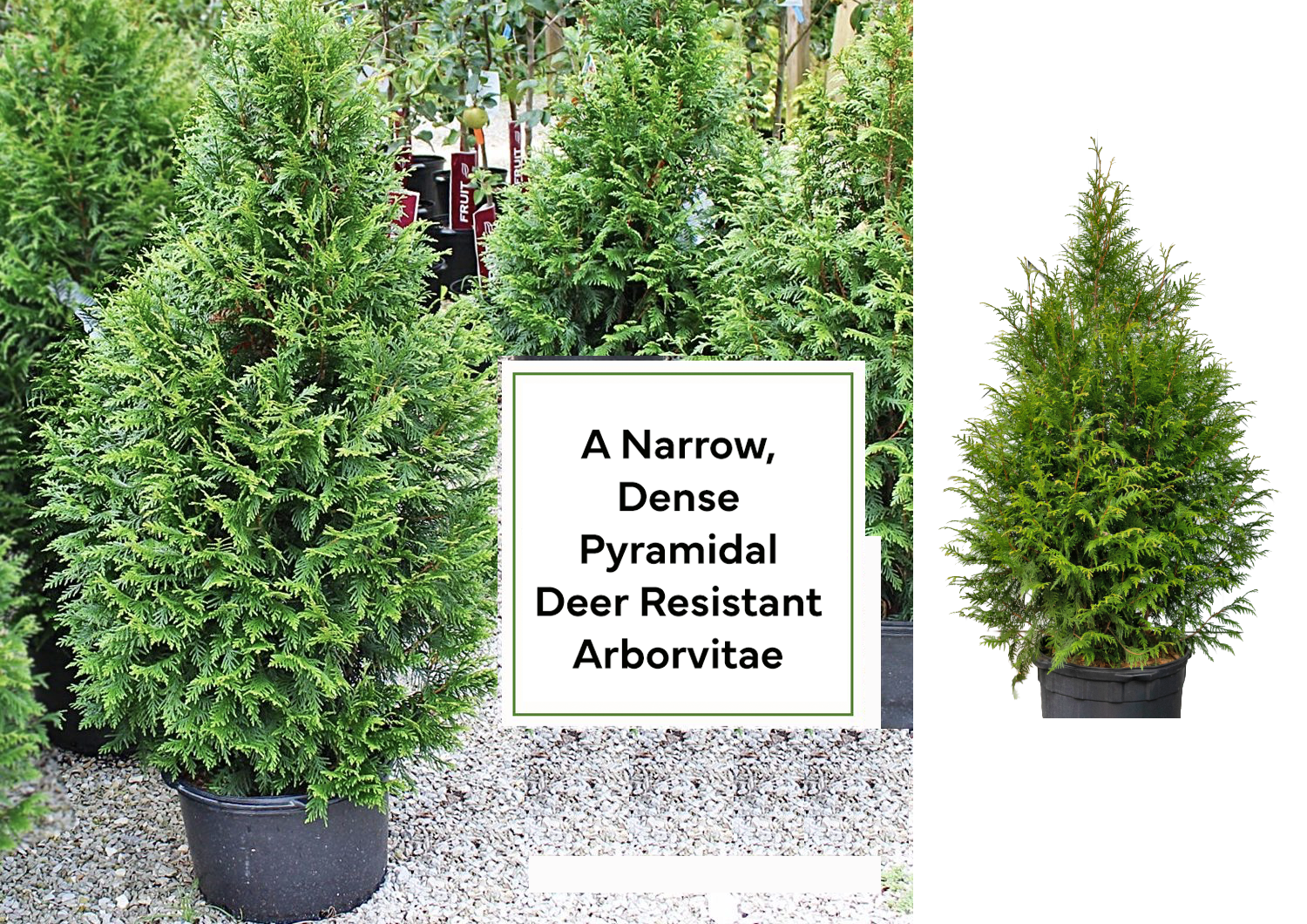 Introducing Leprechaun Arborvitae A Deer Resistant variety